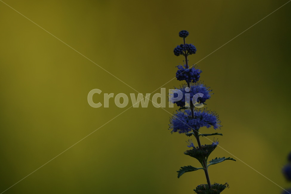 자연,꽃,가을,아침,이슬,식물,자연,plants,nature,꽃,flower