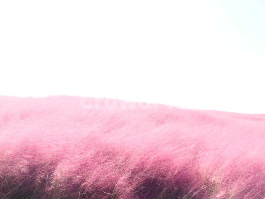 핑크뮬리,뮬리,muhly,pinkmuhly,여러해살이풀,여러해살이식물,핑크뮬리그라스,pinkmuhlygrass,속씨식물,외떡잎식물,벼목,가을,계절,fall,autumn,season,식물,자연,plants,nature