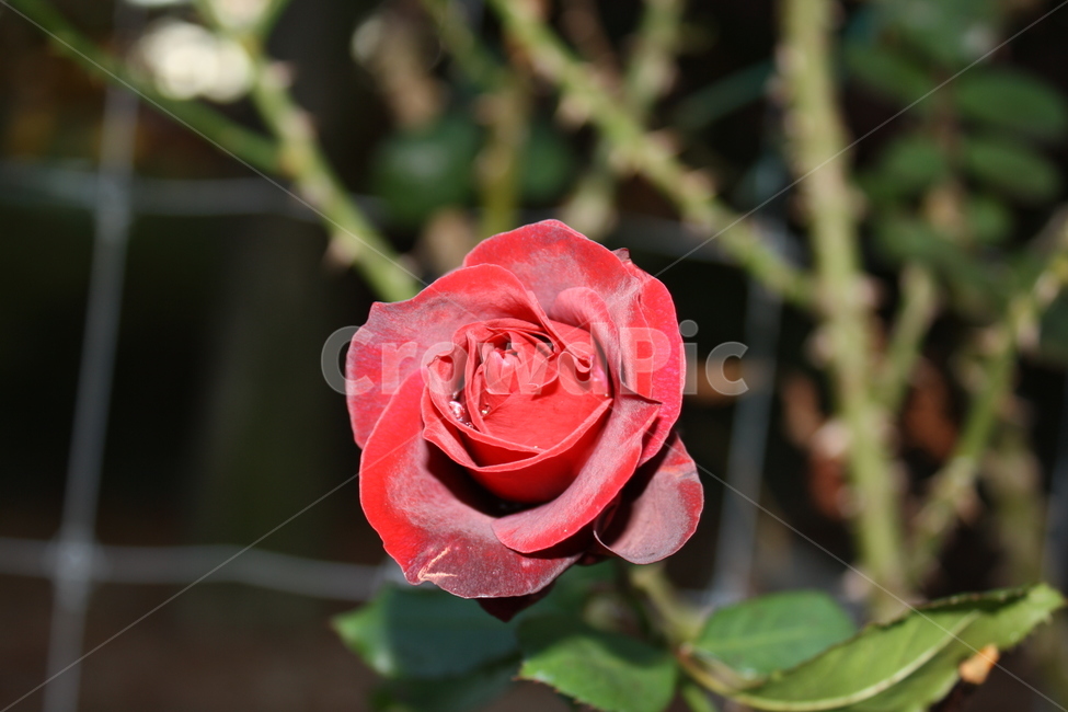 빨강,아웃포커싱,장미,덩굴,매혹적인,식물,자연,plants,nature,꽃,flower