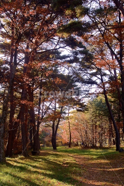 나무,단풍,가을,풍경,maple,가을,계절,fall,autumn,season,tree,plant,식물,tree trunk,나무 줄기