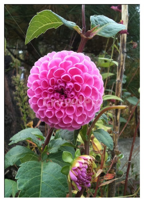 식물,꽃,다알리아,자연,flower,식물,자연,plants,nature,꽃,flower