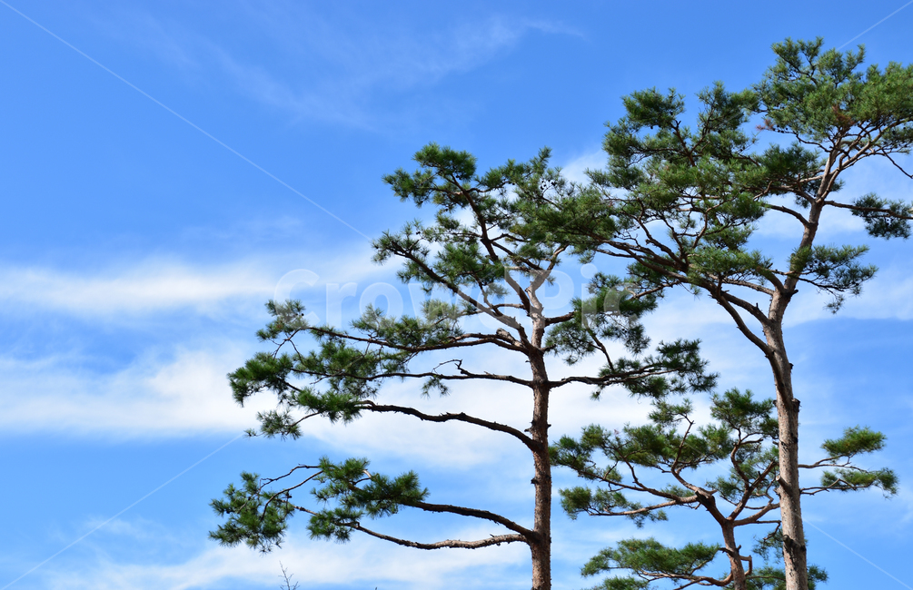 배경,아름다운,자연,하늘,파란,구름,나무,숲,background,beautiful,nature,sky,blue,clouds,tree,forest,식물,자연,plants,nature,나무,trees,wood