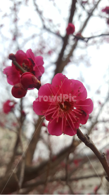 꽃,flower,근접,생화,야생화