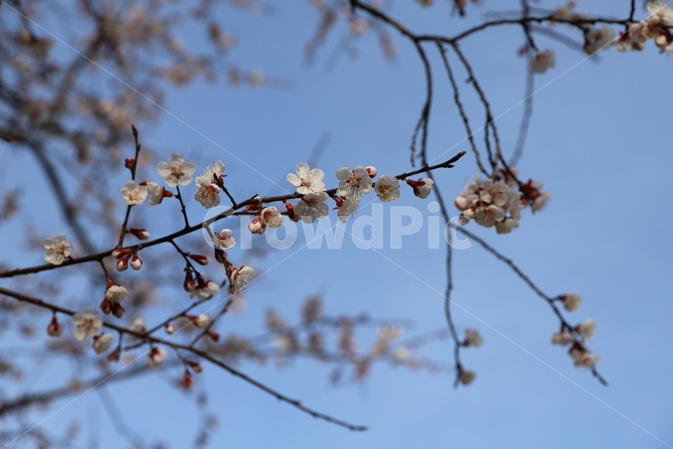 tree,나무,cherryblossom,벗꽃,봄,spring,blossom,꽃,flower,plant,식물