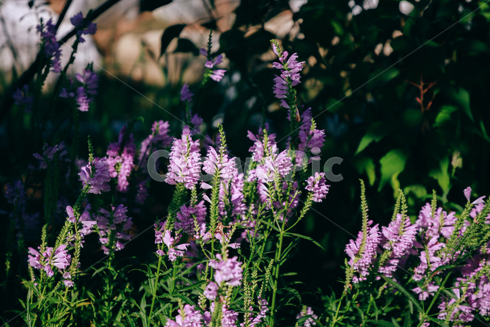 자연,식물,꽃,꽃범의꼬리,초록,보라,flower,식물,자연,plants,nature,꽃,flower