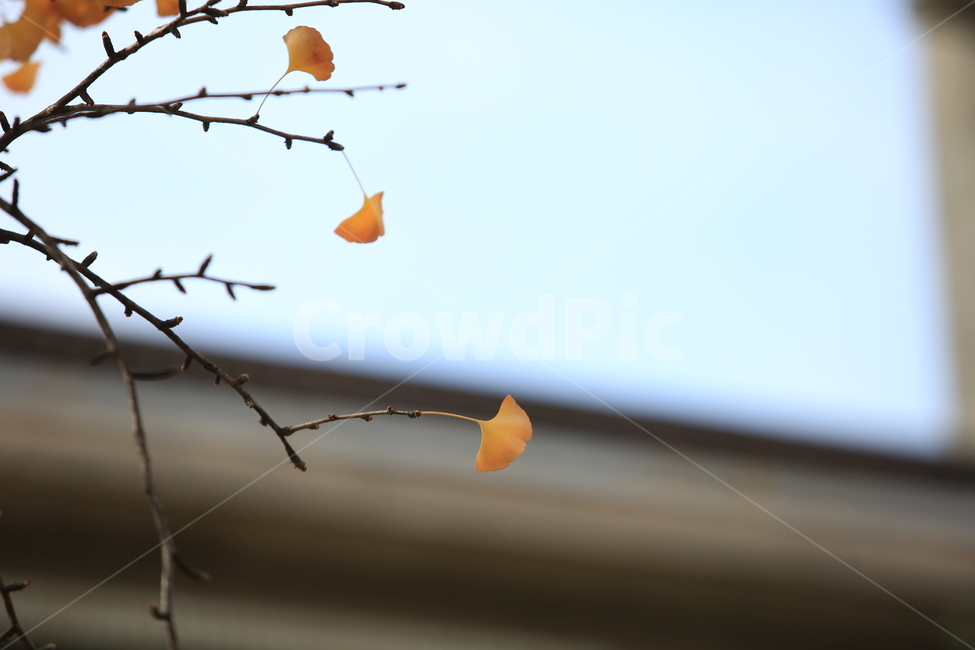가을,은행나무,은행잎,노랑,식물,가을,계절,fall,autumn,season,식물,자연,plants,nature,leaf,잎,plant