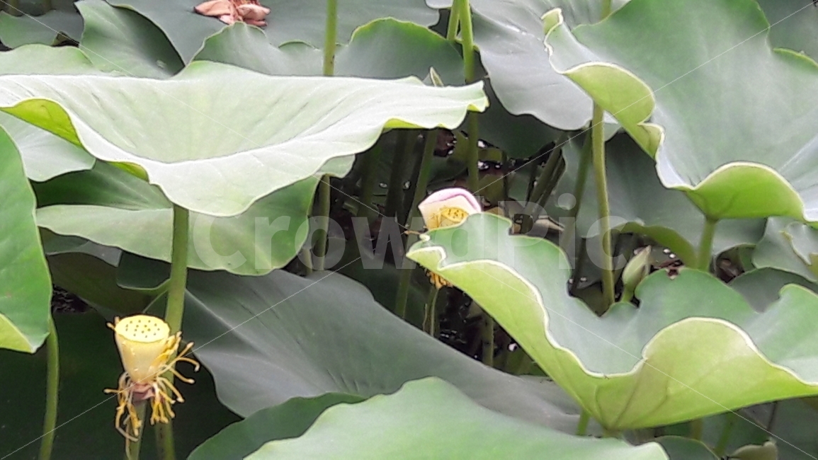 연잎,관곡지,여름,조화,배경,식물,자연,plants,nature