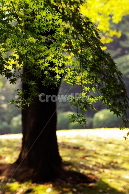 단풍나무,봄,초록,빛,단풍,maple,light,식물,자연,plants,nature,나무,trees,wood