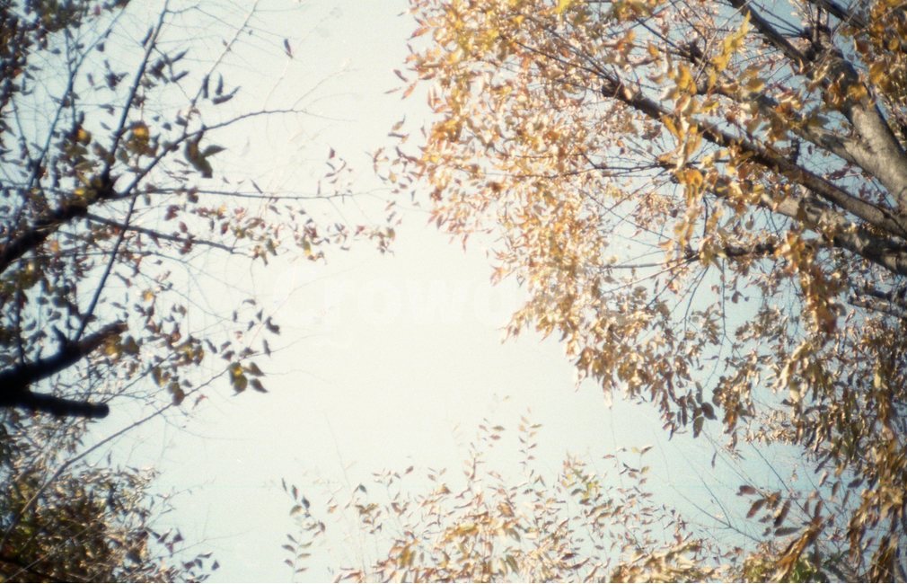 낙엽,가을,나무,필름카메라,필름,35mm,올림푸스om1,자연,풍경,nature,landscape,tree,plant,식물