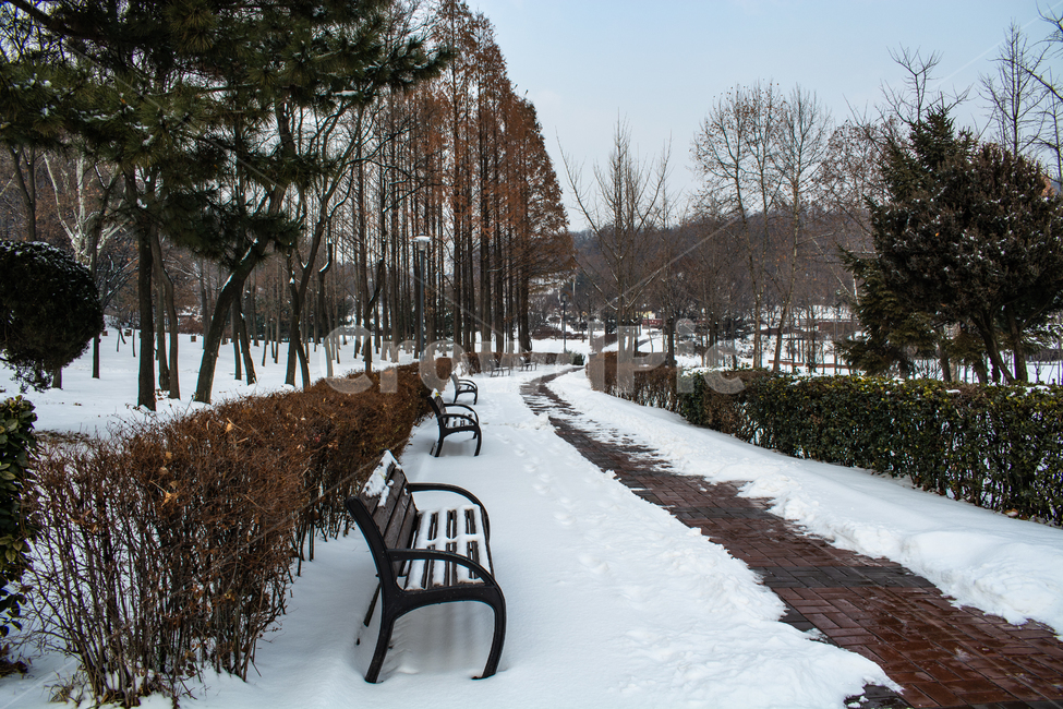 겨울풍경,눈길,백설,흰눈,눈밭,겨울,계절,winter,season,자연,풍경,nature,landscape,tree,나무,plant,식물,bench,벤치,park bench,공원 벤치