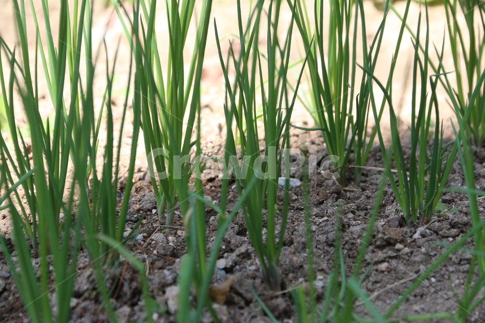 텃밭,텃밭가꾸기,식물,농사,채소,밭농사,plant,파농사,파,식물,자연,plants,nature