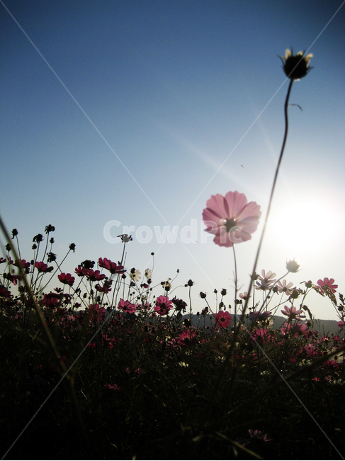 코스모스,가을,파란하늘,분홍꽃,예쁜꽃,fall,autumn,bluesky,plant,식물,식물,자연,plants,nature,꽃,flower
