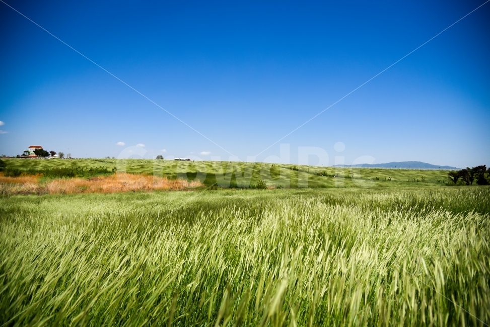 안성팜랜드,풍경사진,호밀밭,자연,5월,파란하늘,밀,안성,니콘d750,landscape,green,tree,국내여행,nikond750,자연,풍경,nature,landscape,field,들,outdoors,옥외,grassland,목초지