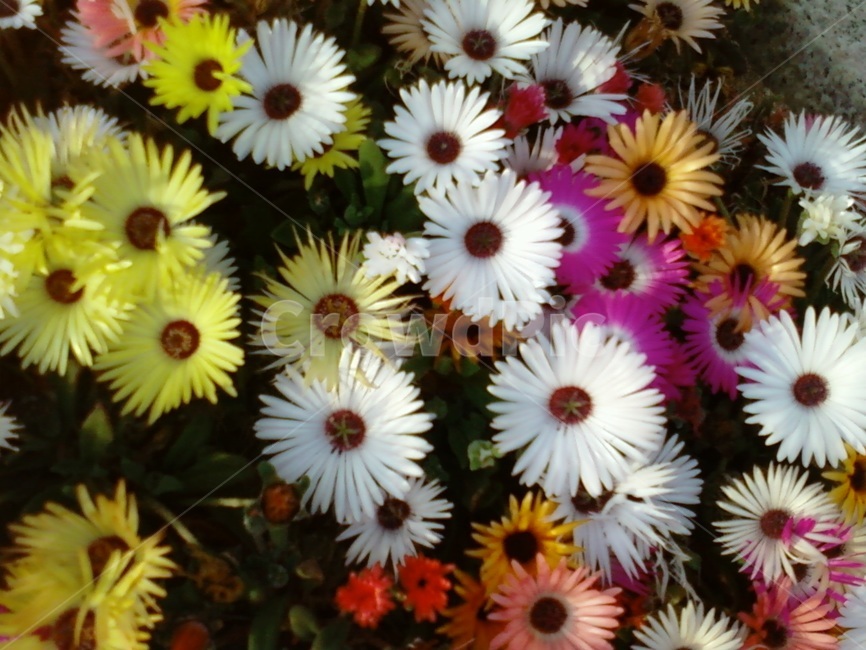 꽃,알록달록,식물,이쁜꽃,패랭이꽃,식물,자연,plants,nature,꽃,flower