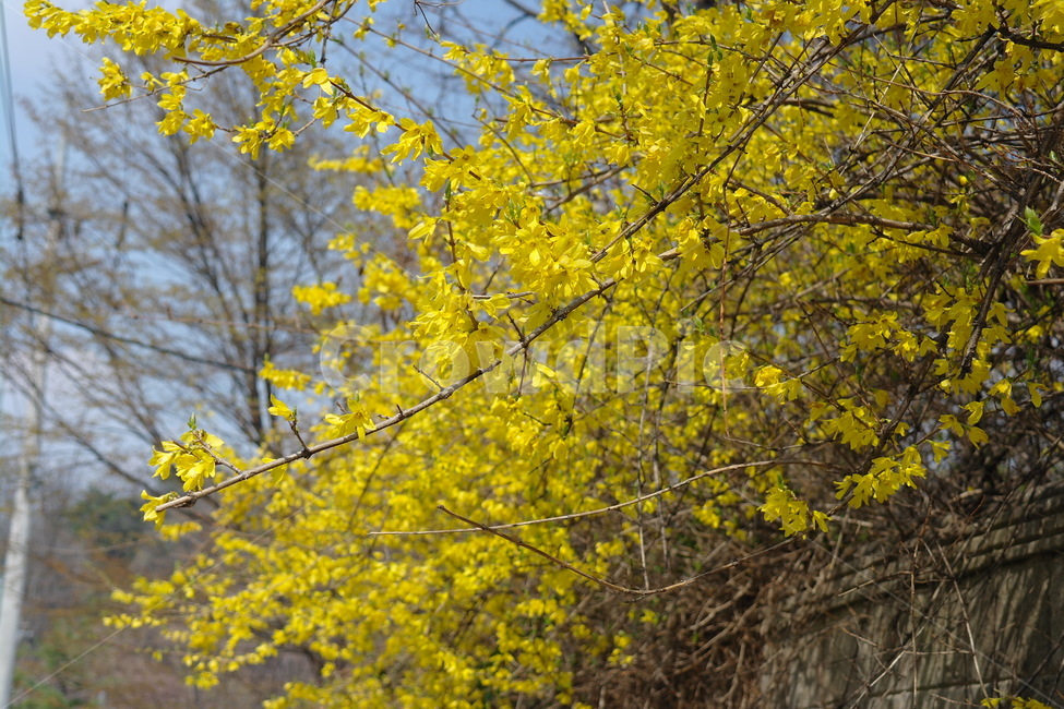 개나리,봄,꽃,자연,풍경,봄,계절,spring,season,식물,자연,plants,nature,꽃,flower,tree,나무,plant,tree trunk,나무 줄기