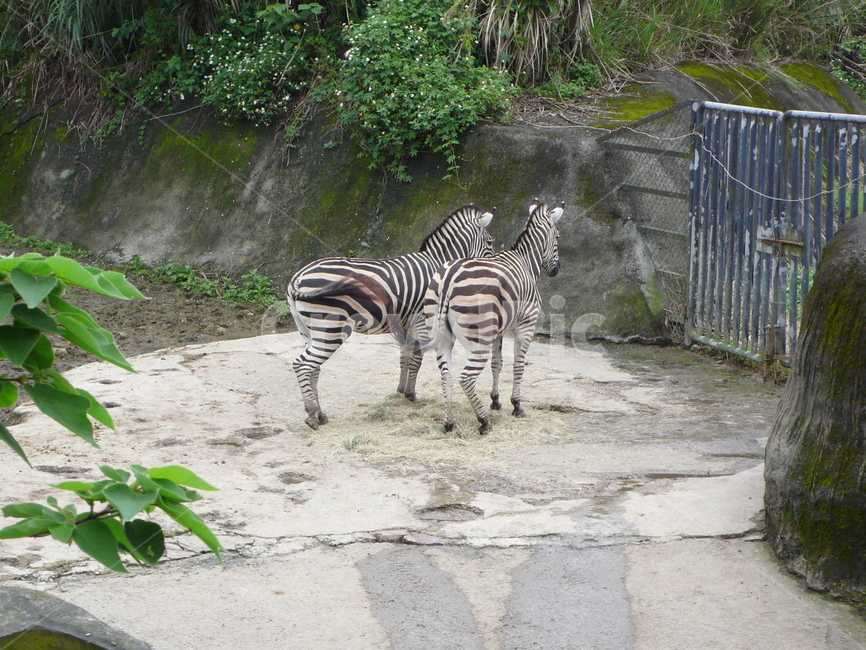 얼룩말,동물,동물원,지브라,zebra,animal