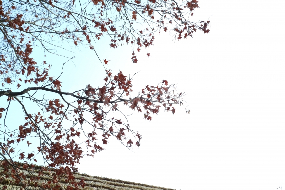 자연,풍경,나뭇가지,나무,겨울,하늘,nature,view,tree,winter,바탕화면,가을,계절,fall,autumn,season,식물,자연,plants,nature,plant