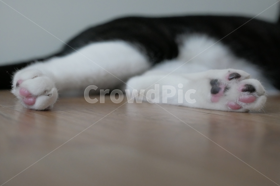 고양이,개냥이,동물,귀여운,cat,animal,발,발바닥,동물,animal,포유류,mammal,고양이,cat,kitten,kitty