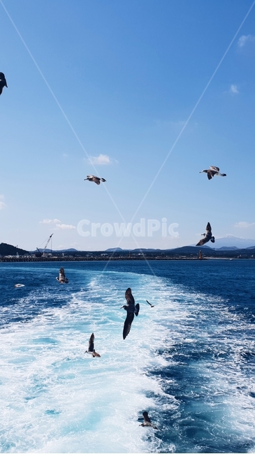 바다,파도,갈매기,하늘,풍경,sea,wave,bird,파랑,blue,색감,동물,animal,조류,새,birds