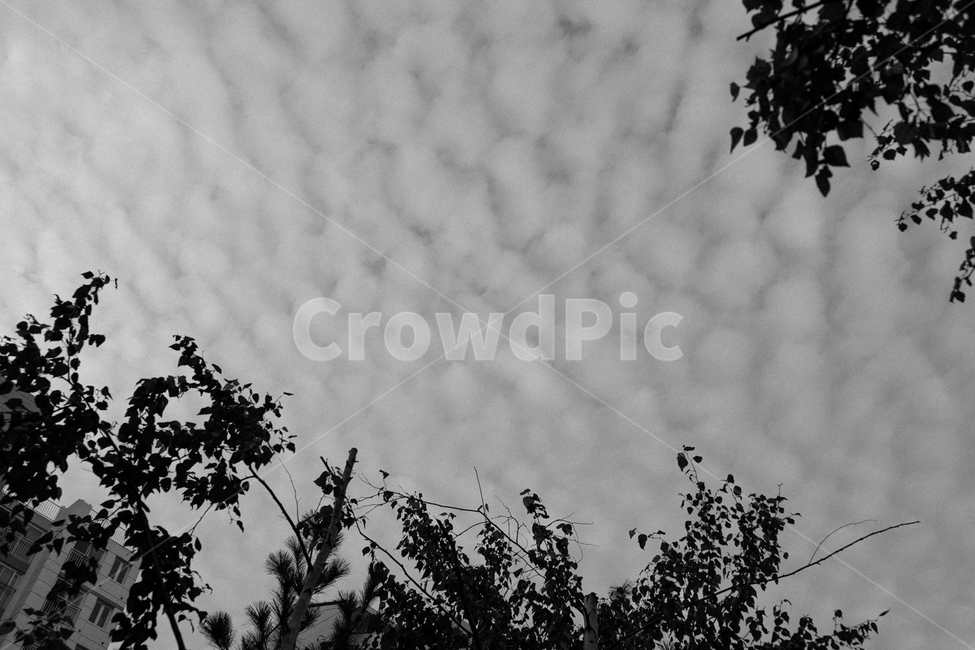 하늘,구름,나무,sky,cloud,tree,흑백,모노톤,monochrome,black and white