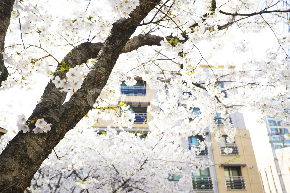 꽃,벚꽃,봄,계절,플라워,화이트,흰색,하얀색,생물,감성,느낌,식물,flower,spring,white,봄,계절,spring,season,식물,자연,plants,nature,꽃,flower,plant,blossom,cherry blossom