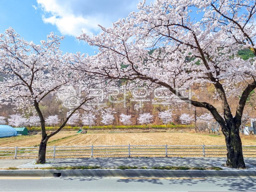 sky,Cherry Blossom,blossom,cherryblossom,tree,flower,cherry blossom tree,spring,cherry blossom road,plant,road name,season