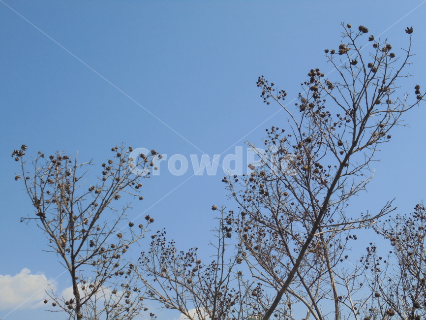나무,자연,자연물,nature,tree,식물,자연,plants,nature,나무,trees,wood