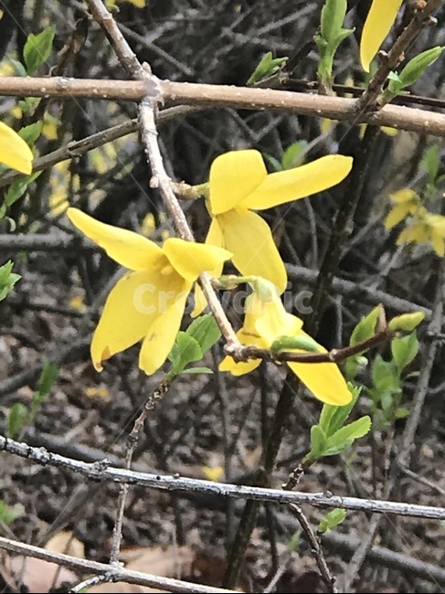 plant,식물,blossom,flower,꽃,개나리,식물,자연,plants,nature,꽃,flower