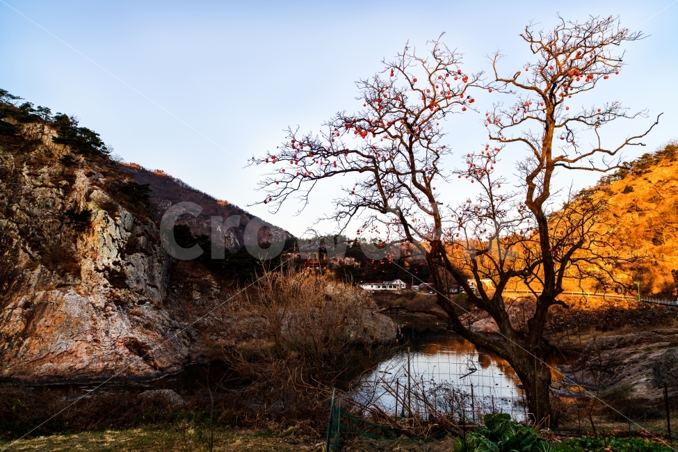 풍경,월류봉,감나무,바위,landscape,감성,가을,계절,fall,autumn,season,자연,풍경,nature,landscape,한국자연풍경,한국자연경관,korea nature landscape,land,땅,outdoors,옥외,water,물