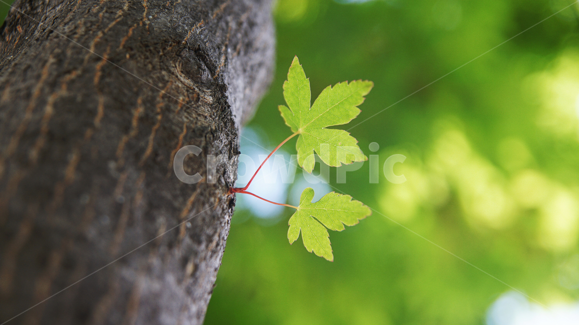 단풍,단풍나무,단풍잎,자연,나무,잎,야외,식물,나뭇잎,식물,자연,plants,nature