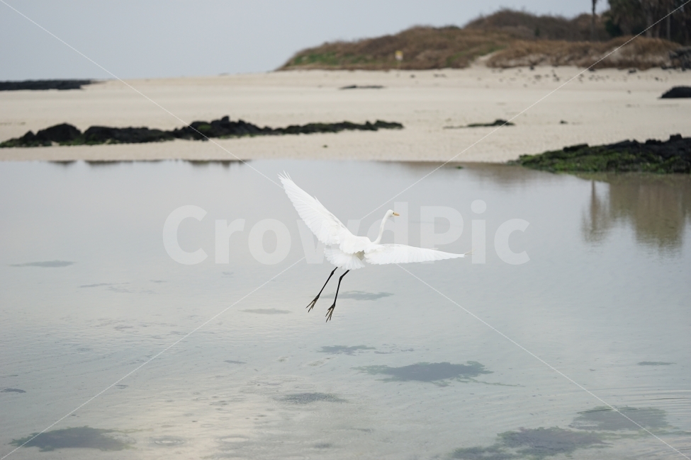 새,바다,한림공원,제주,비상,동물,animal,조류,새,birds
