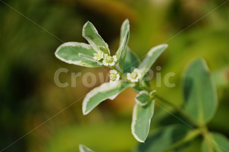 설악초,꽃,플라워,식물,flower,여름,summer,nature,자연,감성사진,힐링사진,감성,힐링,한국의자연,한국자연,한국풍경,여름꽃,스냅,스냅사진,스넵,스넵사진,snap,snapshot,plant,plants,화단,꽃밭,꽃사진,식물,자연,plants,nature,꽃,flower
