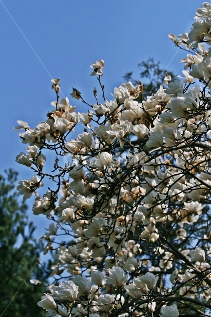 flower,blossom,plant,꽃,식물
