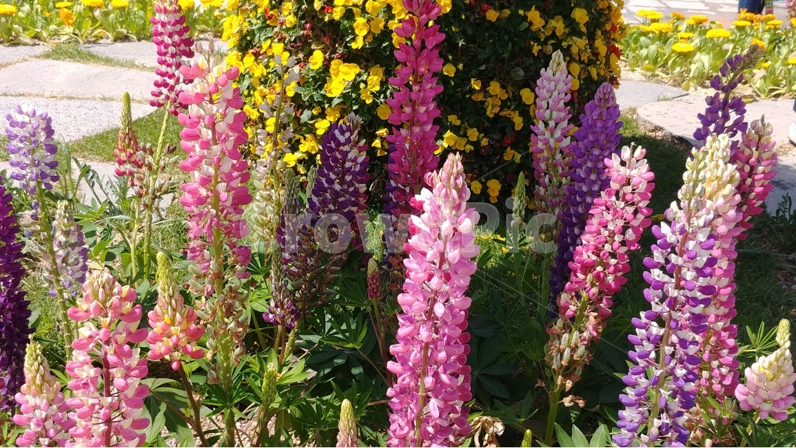 꽃,식물,자연,flower,plants,spring,nature,봄,식물,자연,plants,nature,꽃,flower