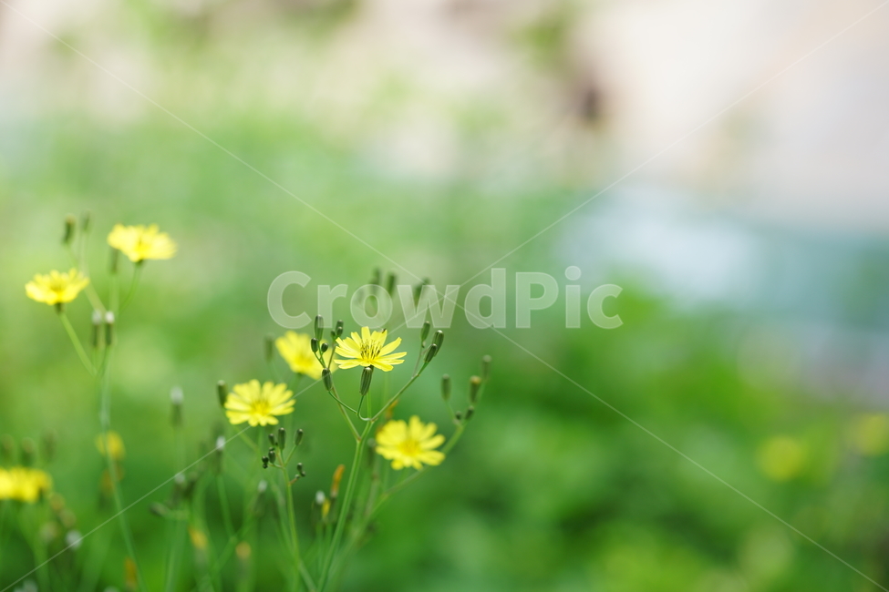 식물,꽃,플라워,생명,생물,컬러,색감,감성,flower,color,식물,자연,plants,nature,꽃,flower