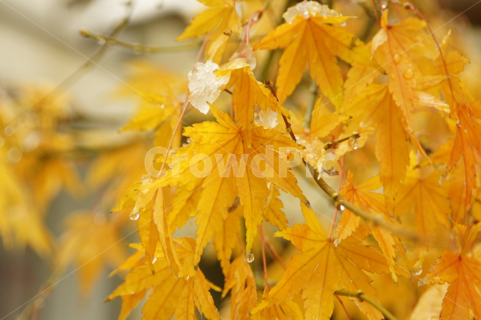 잎,plant,식물,tree,snow,눈