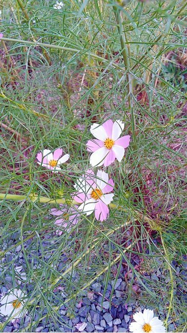 식물,꽃,flower,코스모스,commoncosmos,식물,자연,plants,nature,꽃,flower