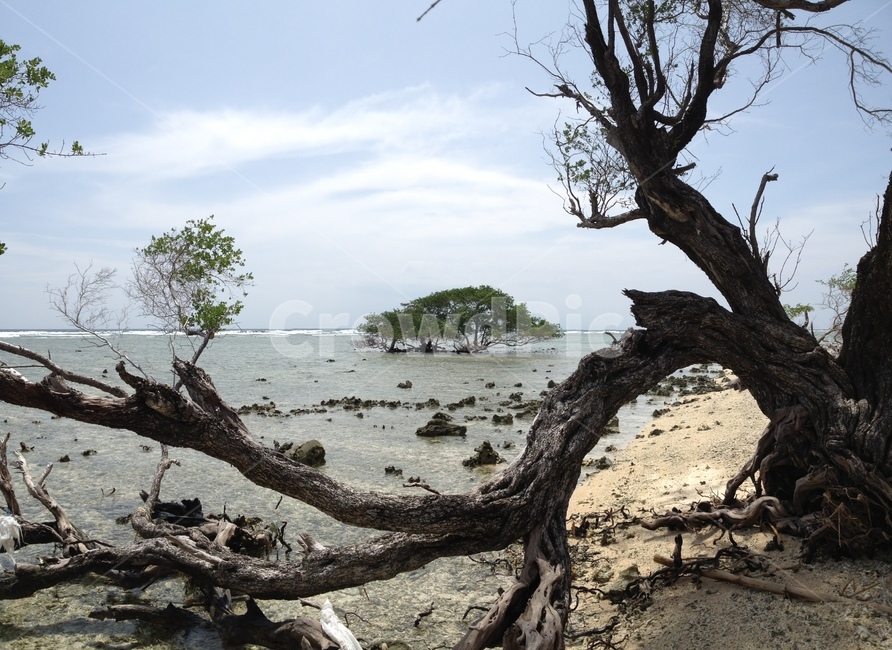 길리,바다,나무,하늘,gili,sea,tree,sky,seaandtrees