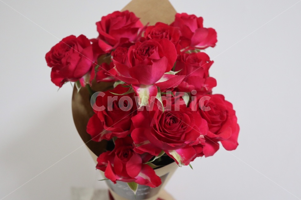 장미,꽃,장미꽃,꽃다발,장미꽃다발,꽃,flower,기념일,축하,anniversary,congratulation,celebrate,celebration