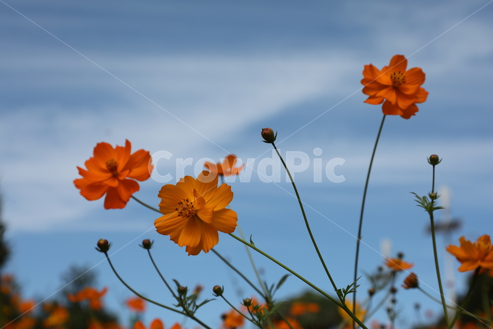 황화코스모스,꽃,들판,들꽃,들꽃마루,올림픽공원,가을,가을,계절,fall,autumn,season,식물,자연,plants,nature,꽃,flower,plant