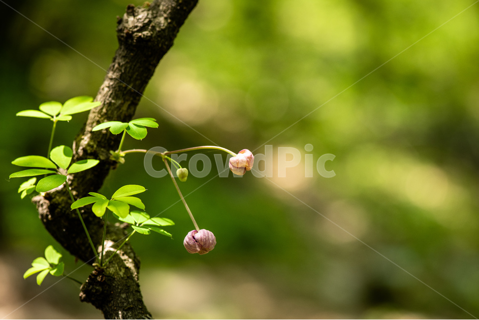 으름덩굴,꽃,줄기,넝쿨,자연,정원,배경,녹색,나무,숲,야산,야생화,식물,자연,plants,nature,꽃,flower