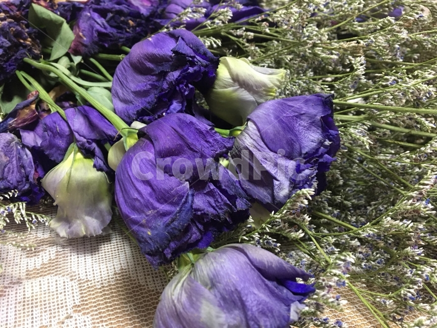 Gypsophila,race,lace,violet,bouquet,flower,purplerose,purple,rose,purple rose