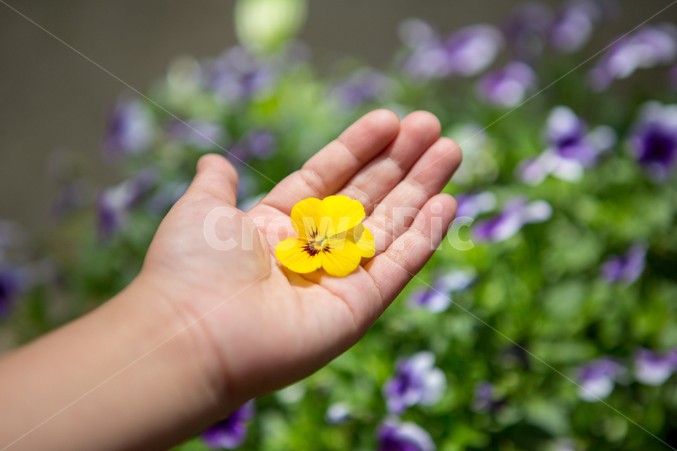 노란꽃,yellow,근접촬영,신선한,자연,떨어진꽃,식물,plants,nature,flower,꽃,flower,사람,인물,인간,human,person,신체일부,몸,body
