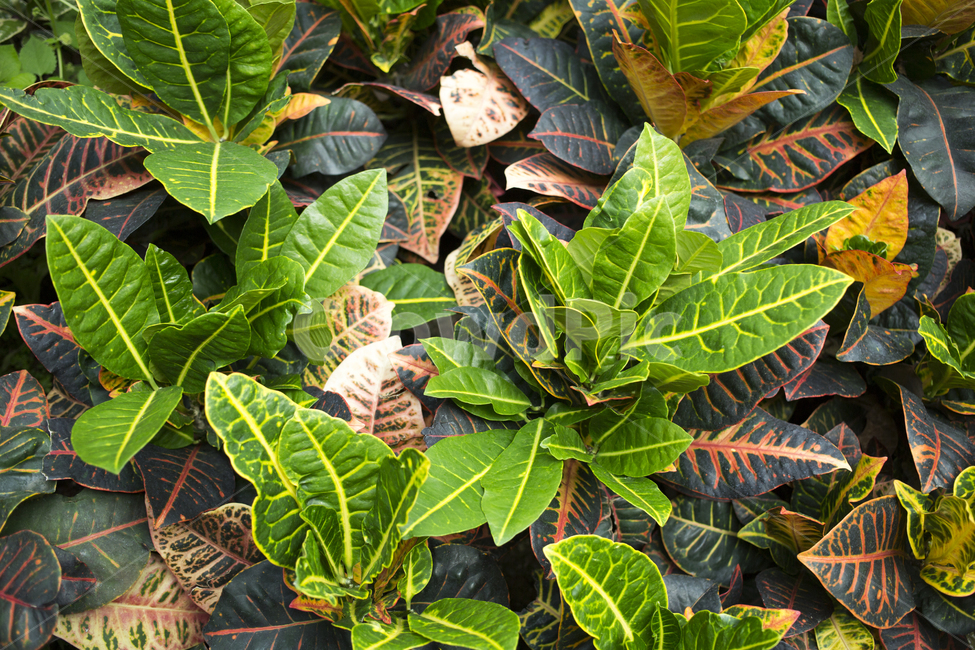 croton,크로톤,식물,잎,leaf,plant