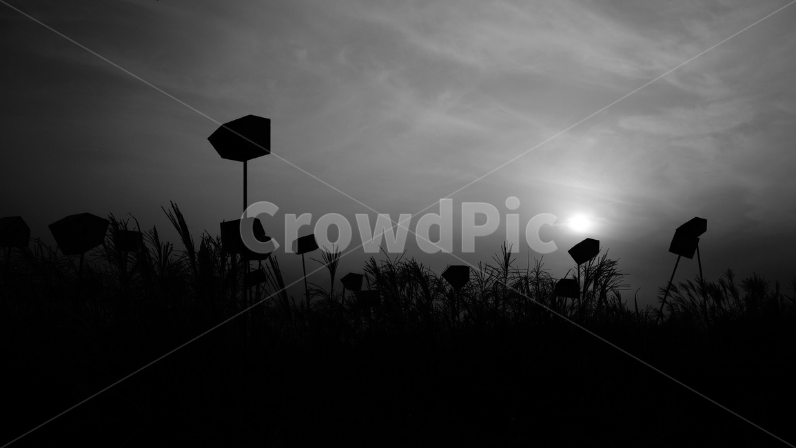 차가움,바람,회색,적막,하늘,자연,풍경,nature,landscape,흑백,모노톤,monochrome,black and white,silhouette,실루엣,animal,동물,bird,새