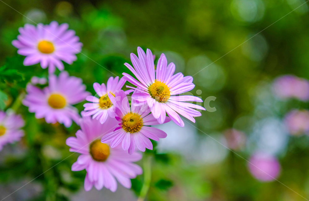 가을,단풍,나무,반영,꽃,국화,연기,아침,안개,식물,자연,plants,nature,꽃,flower