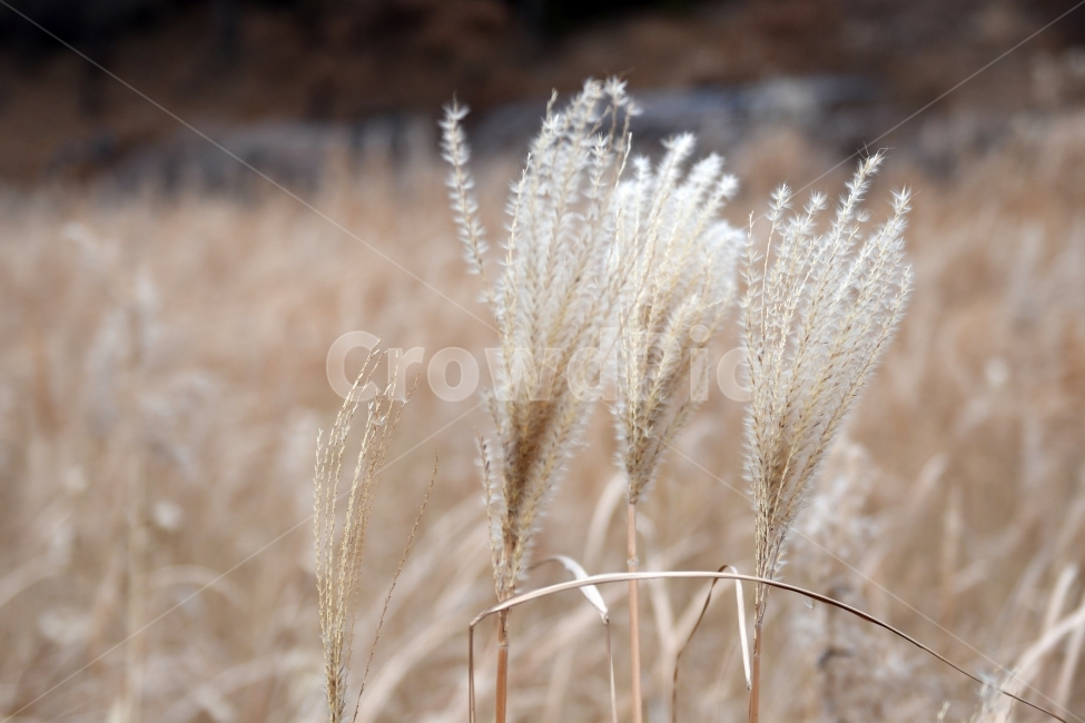 갈대,갈대밭,우음도,겨울갈대,길,풍경,강아지풀,식물,자연,plants,nature,감성,sensible,feeling