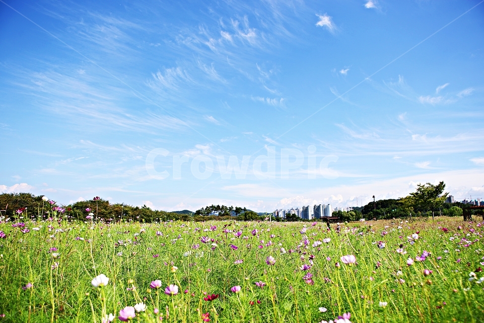 벼,곡식,쌀,논,농업,농사,들,자연,풍경,하늘,구름,자연,풍경,nature,landscape,outdoors,옥외,grassland,목초지,field,meadow,farm,농장,rural,농촌