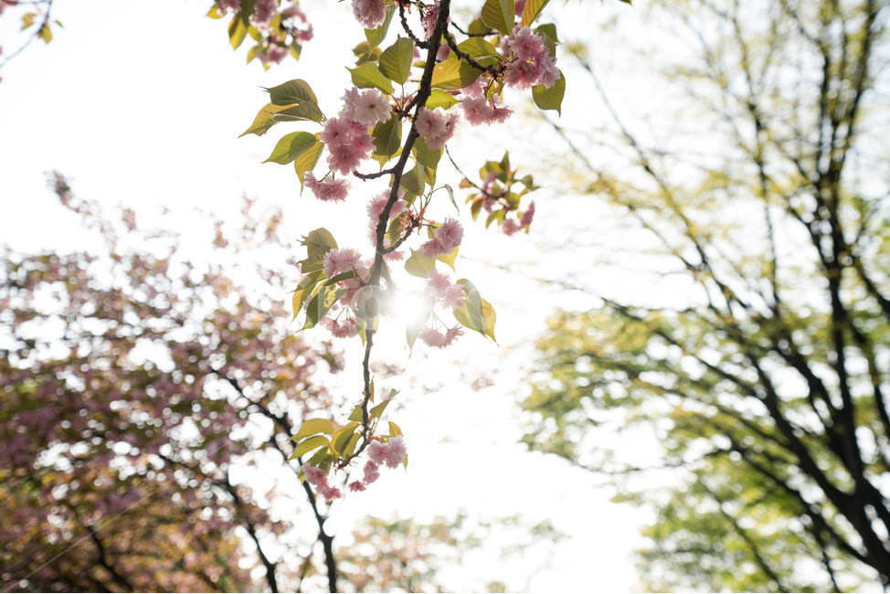 나들이,겹벚꽃,분홍색,공원,월드컵공원,매직아워,꽃,flower,햇살,봄,계절,spring,season,식물,자연,plants,nature,꽃,flower,휴식,힐링,rest,relaxation,healing,plant