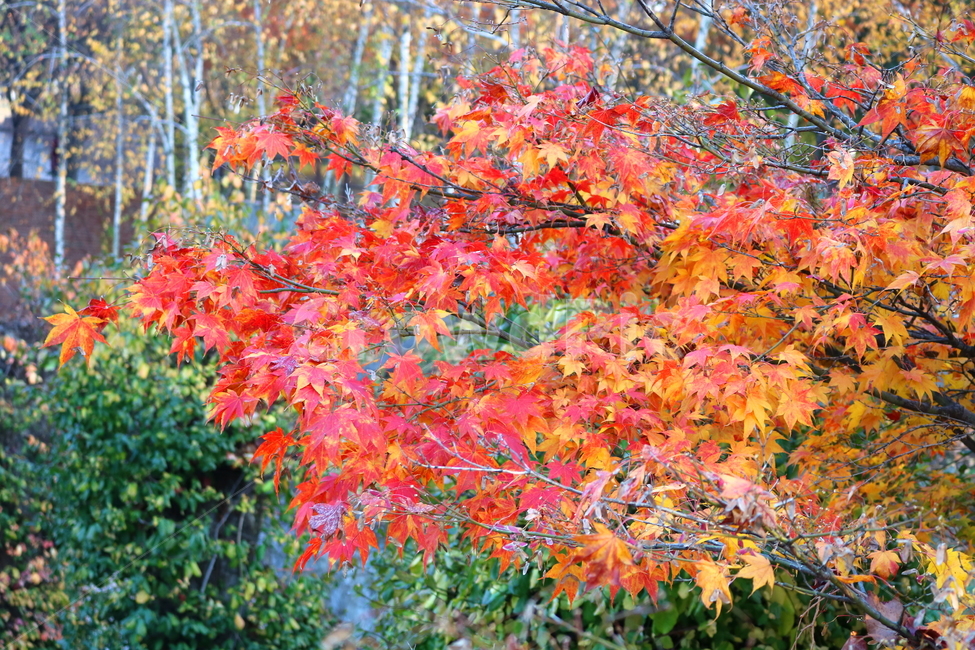 단풍,단풍나무,나무,식물,가을,자연,가을,계절,fall,autumn,season,식물,자연,plants,nature,leaf,잎,plant,tree,maple